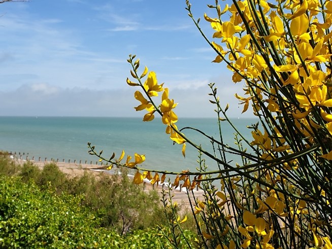 Looking towards the coast with yellow flowers in the foreground