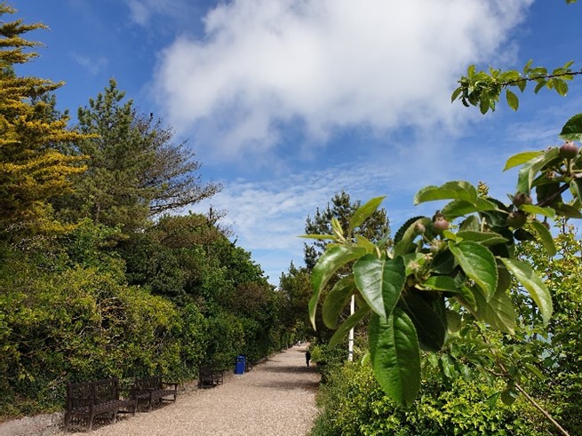 A gravel path lined by greenery on either side, blue sky with wispy clouds